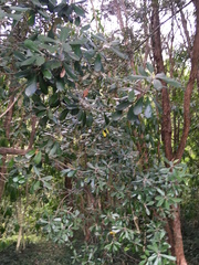 Pittosporum ralphii