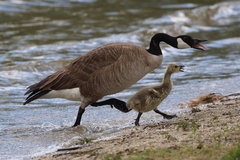 Canada Goose photo 5