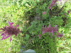 Agastache mexicana
