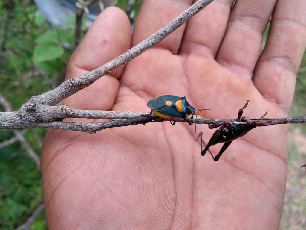 Florida Predatory Stink Bug from Acámbaro, Gto., México on October 30 ...