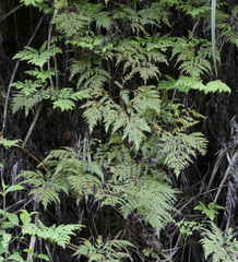 Loxsoma cunninghamii