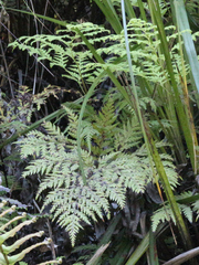 Loxsoma cunninghamii