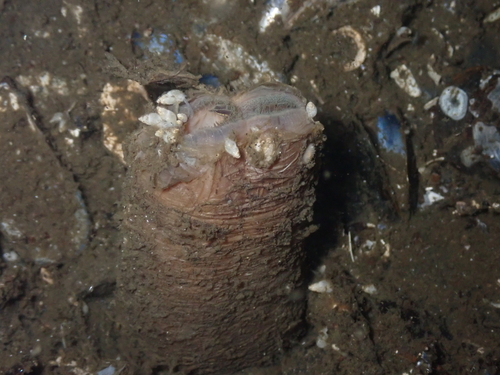 Odostomia observed 2025-08-05
