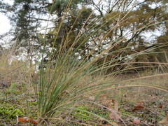 Festuca ovina