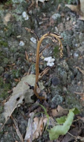 Red Ridge Trail