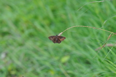 Ephyriades brunnea