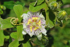 Passiflora santiagana