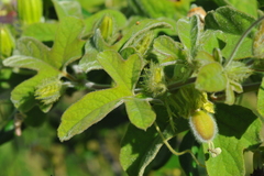 Passiflora santiagana