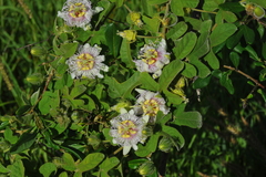 Passiflora santiagana