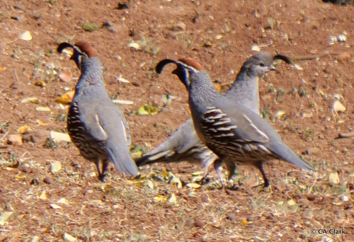 Callipepla gambelii, 2019-10-19