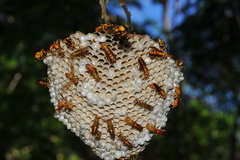 Polistes cubensis