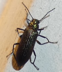 Strongylium crenatum