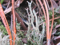 Cladonia scabriuscula