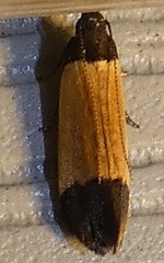 Anacampsis coverdalella