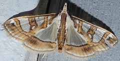 Glyphodes pyloalis