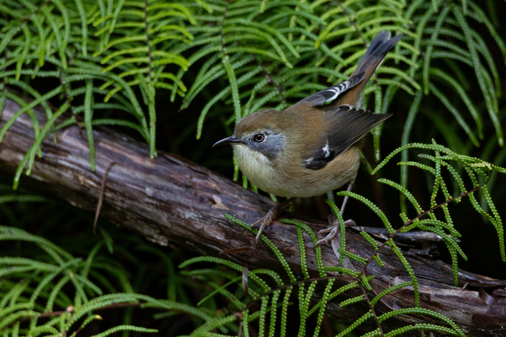 Scrubtit (Acanthornis magna) photo