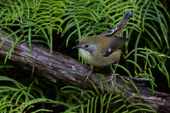 Scrubtit photo 1