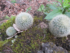 Mammillaria densispina