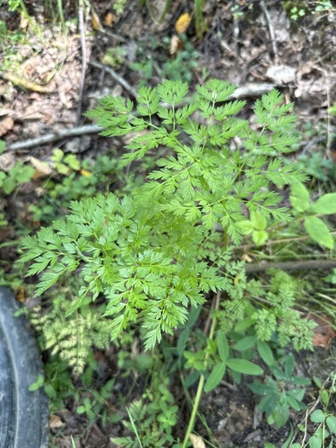 Parsnip Chervil (Chaerophyllum bulbosum)