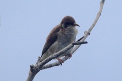Ramsayornis modestus