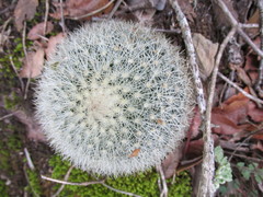 Mammillaria densispina