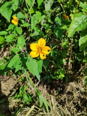 Sclerocarpus