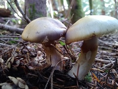 Cortinarius turmalis