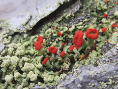 Cladonia incrassata