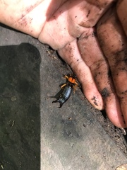 Carcinophora americana