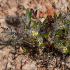 Xanthosia huegelii