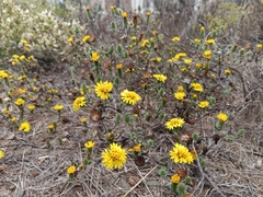Lessingia germanorum, photograph (c) Lia Keener, some rights reserved (CC BY)