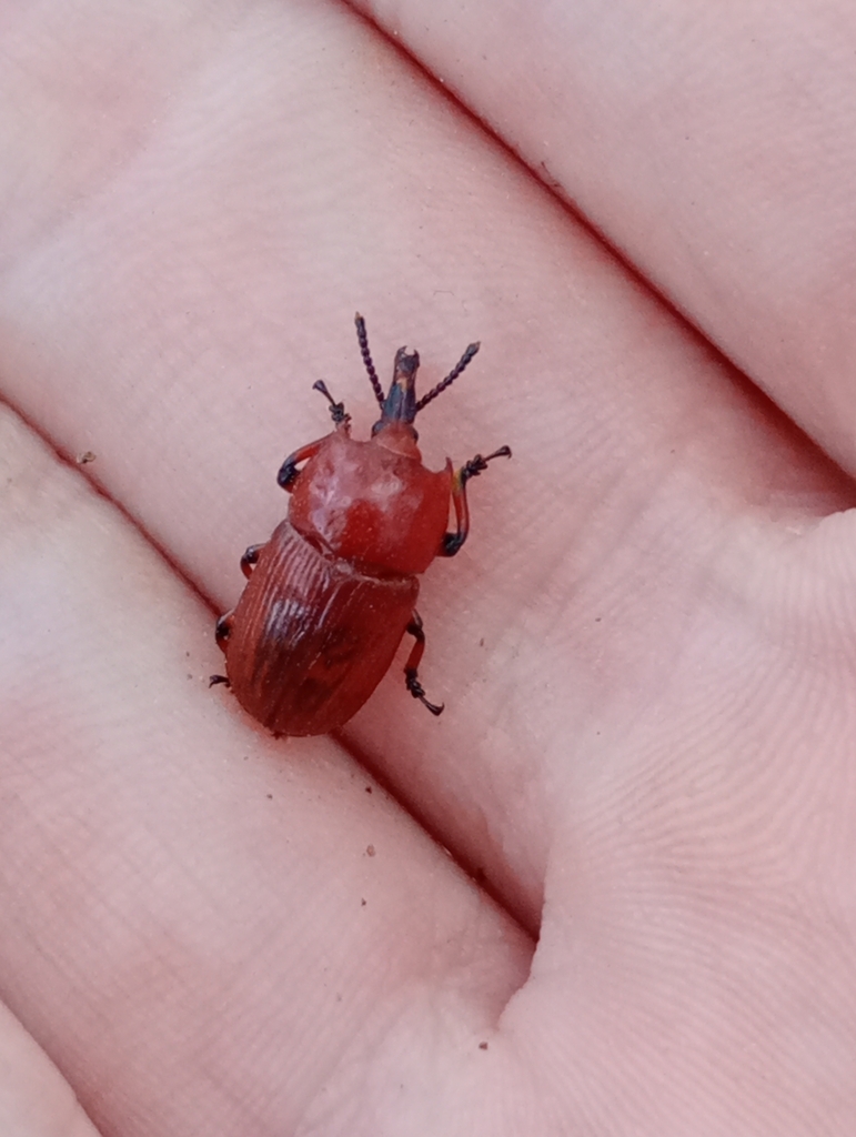 Oxycorynus melanocerus