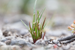 Centrolepis aristata