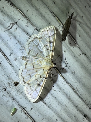 Ironweed Root Moth