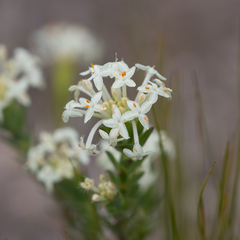 Pimelea glauca