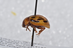 Zygogramma conjuncta pallida