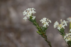 Pimelea glauca