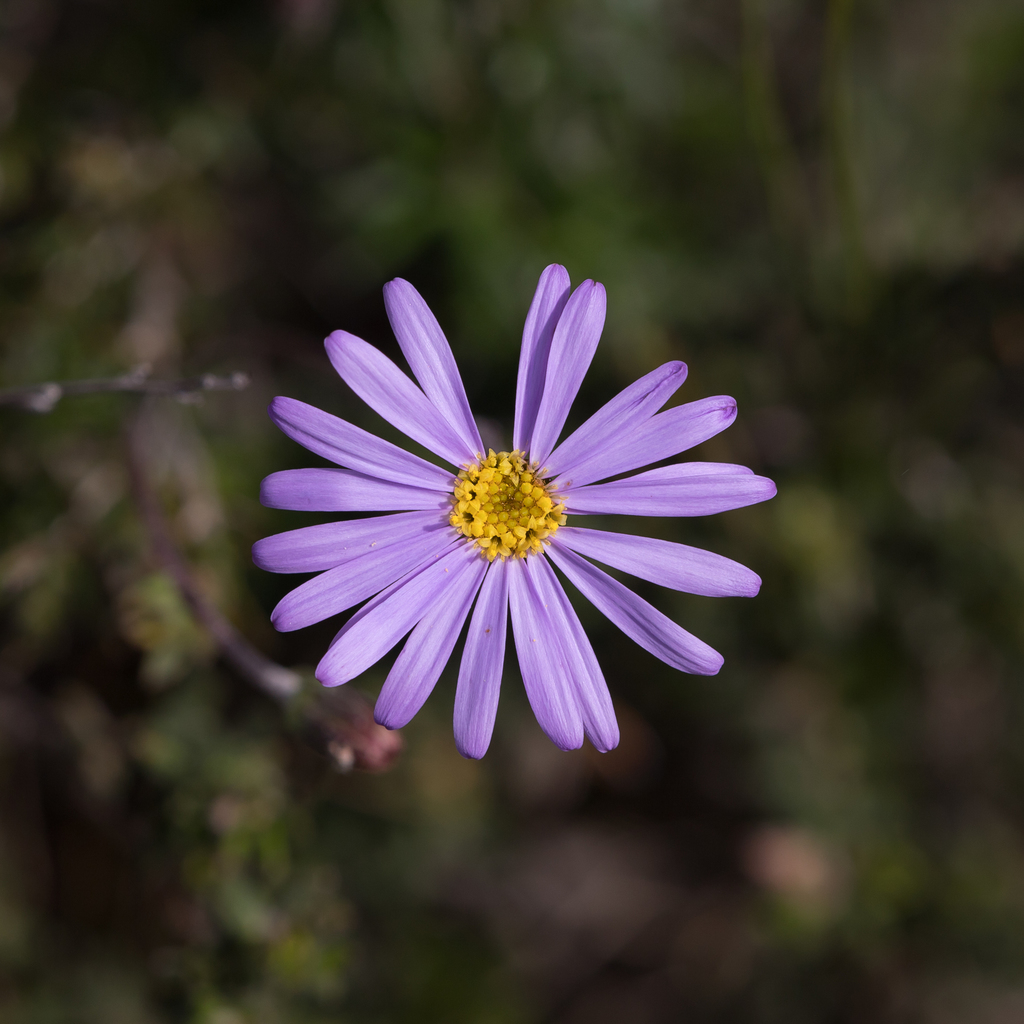 Fringed Daisy Bush