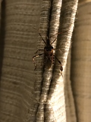 Leptoglossus occidentalis