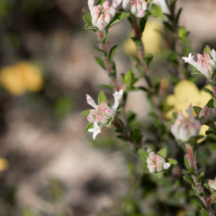 Pimelea phylicoides