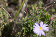Olearia ciliata