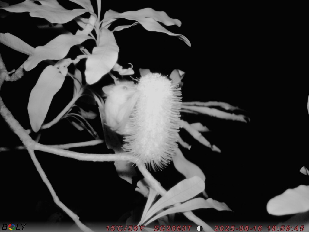 Common Blossom Bat