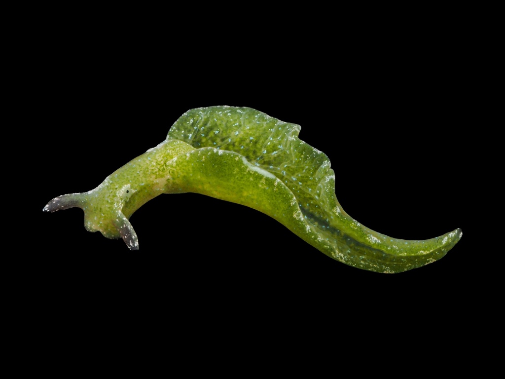 Sap-sucking Slug, photo 1 of 10