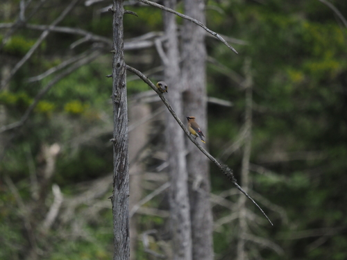 Cedar Waxwing photographed in West Virginia