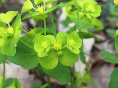 Euphorbia ouachitana