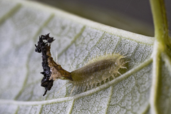 Deloyala guttata