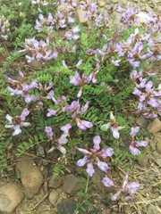 Astragalus distortus engelmannii