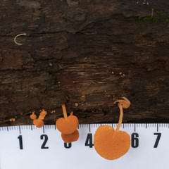 Favolaschia calocera