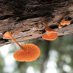Favolaschia calocera