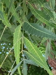 Azadirachta